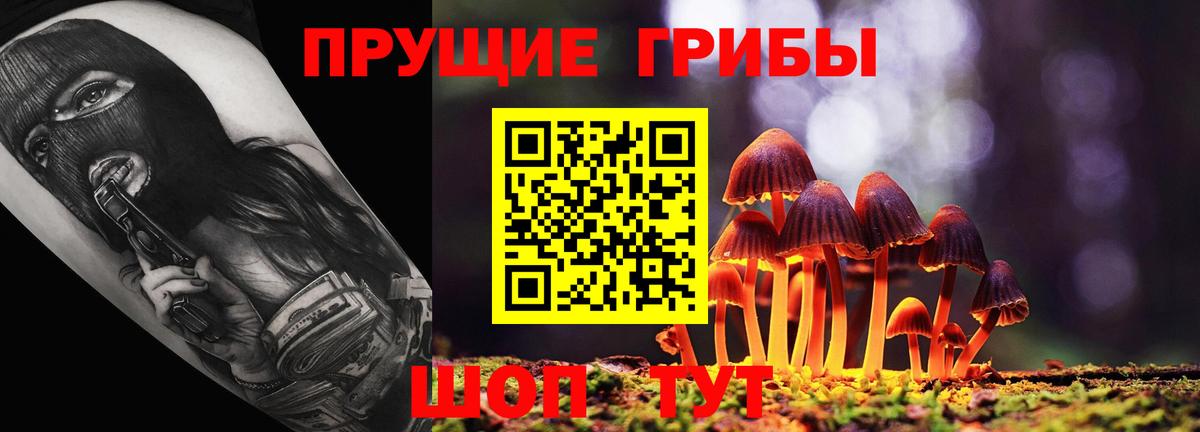 Галлюциногенные грибы Psilocybe Карачаевск